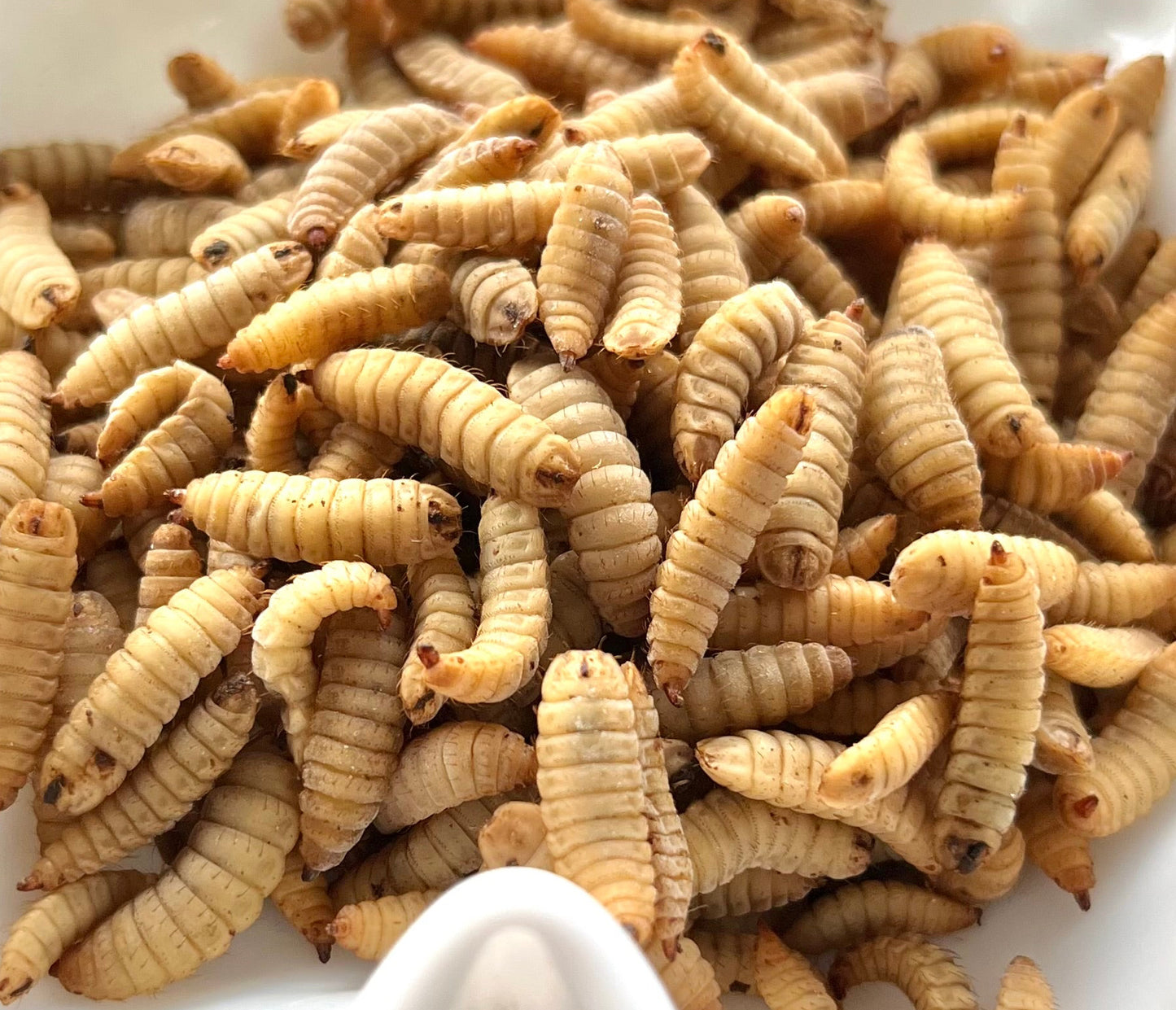 Frozen Larvae