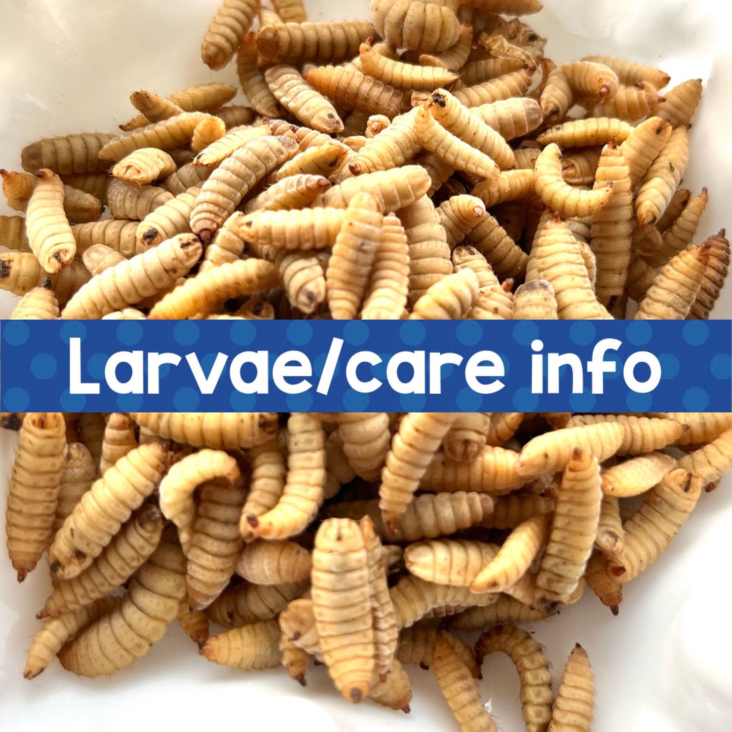 Larvae/care