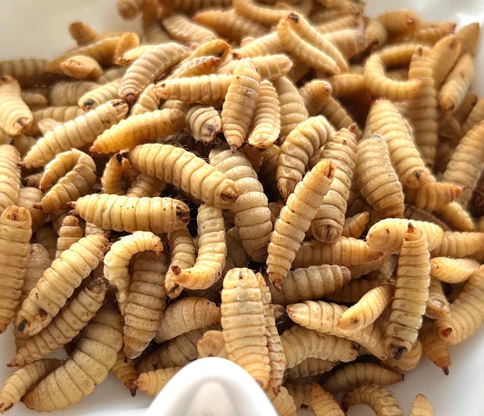 Frozen Larvae
